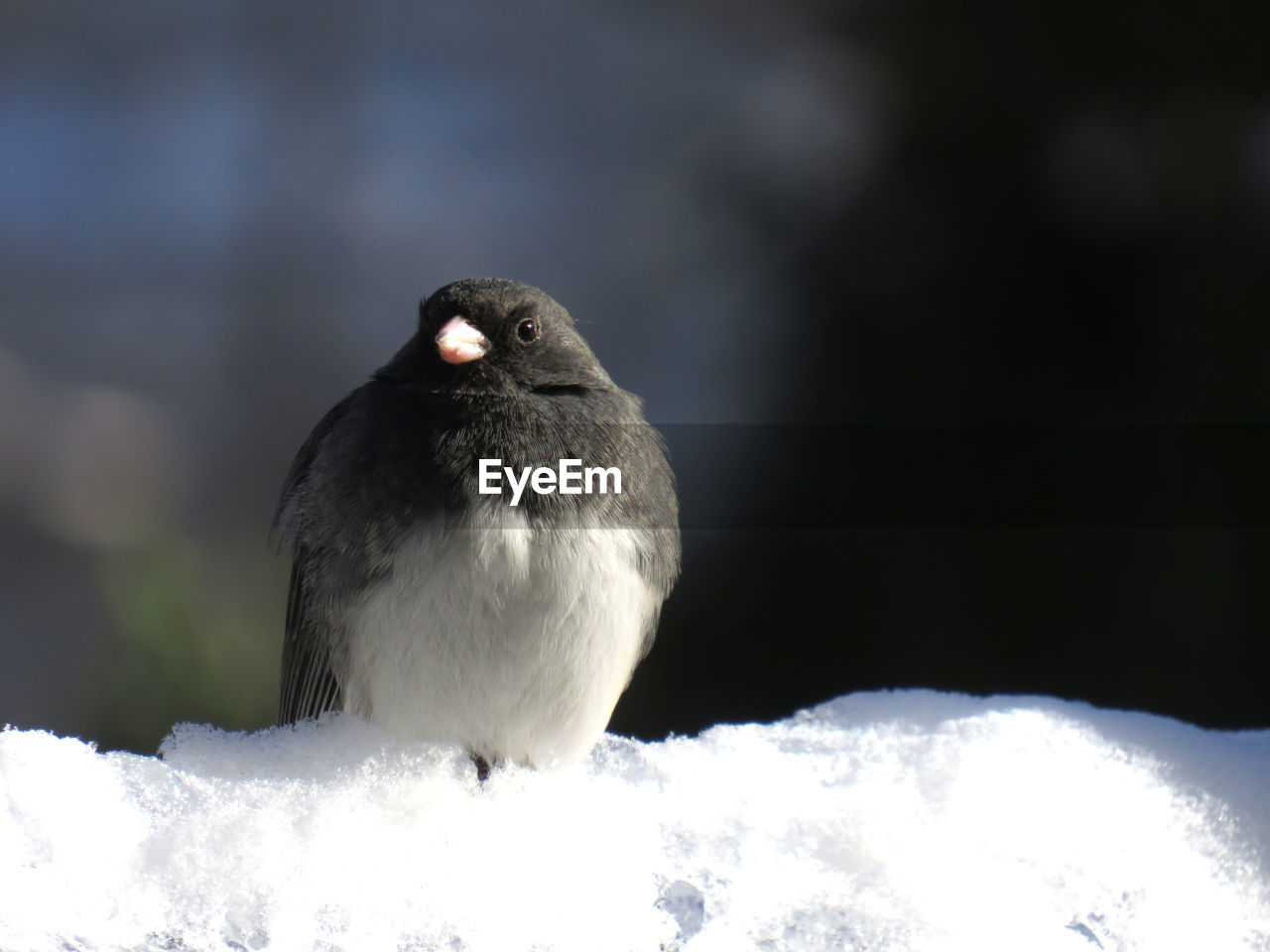 Close-up of junco bird perching on snow