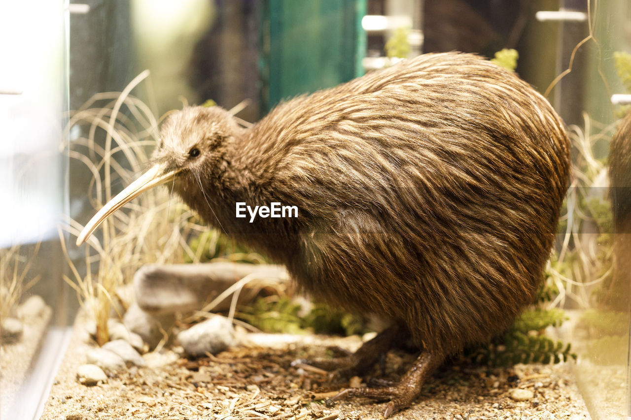 Close up view of kiwi bird at rainbow springs nature park, rotorua, new zealand