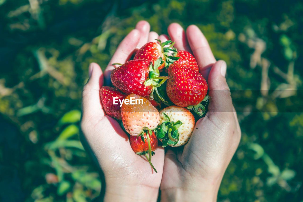 MIDSECTION OF PERSON HOLDING STRAWBERRIES