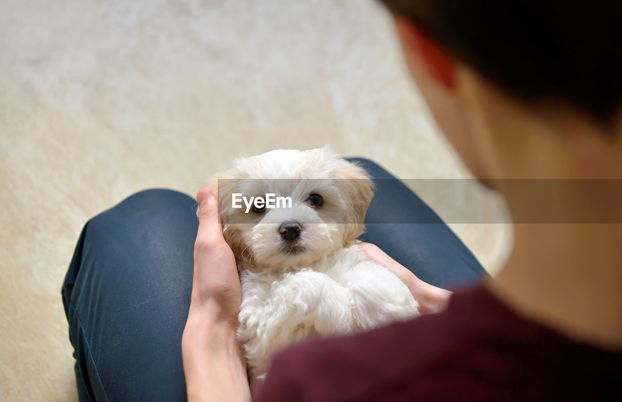 Teenage boy holding puppy at home