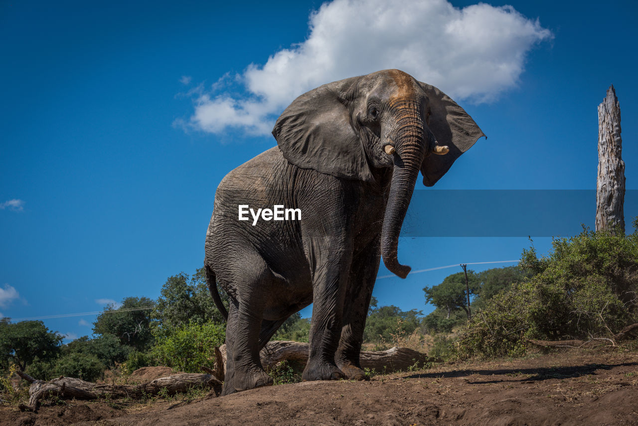 Low angle view of elephant on field against blue sky during sunny day