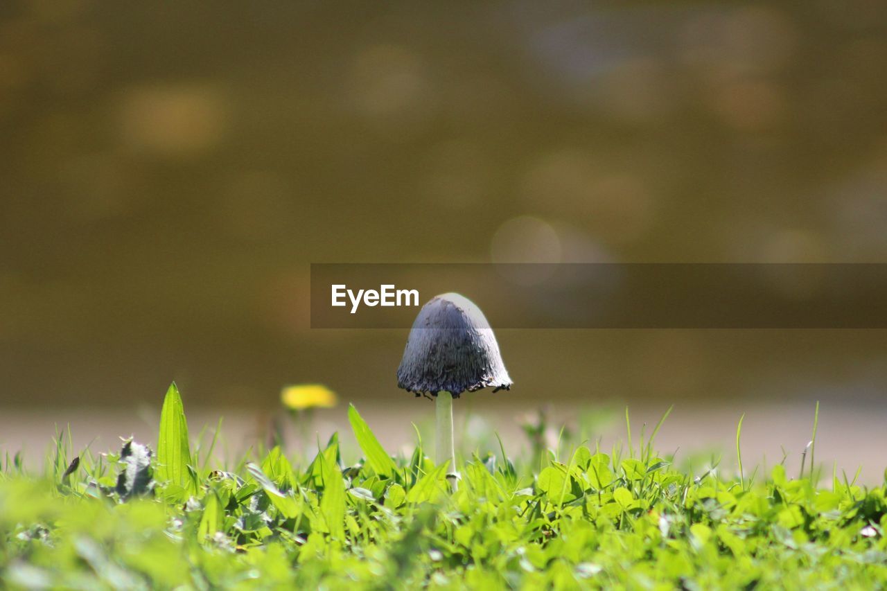 Mushroom growing on field