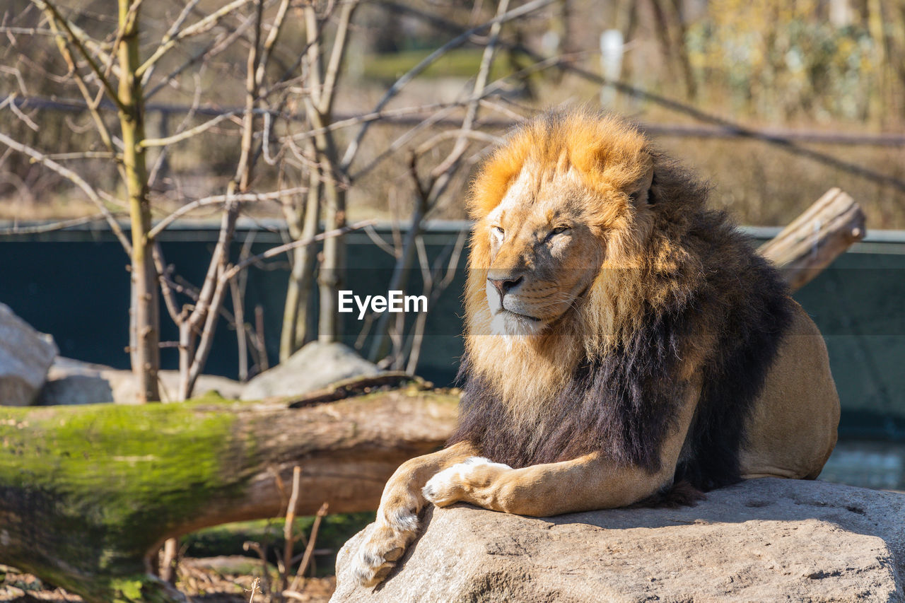 CAT LOOKING AWAY IN A ZOO