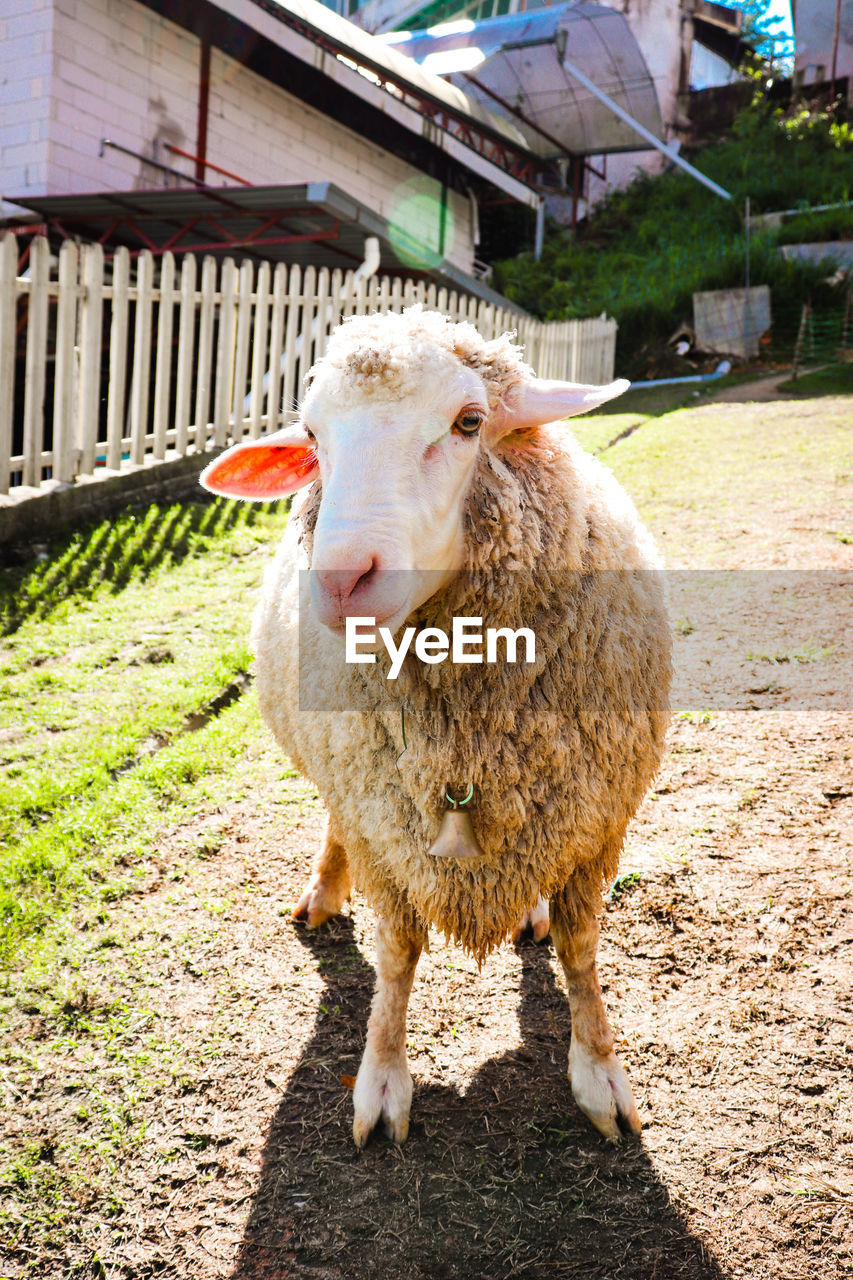 PORTRAIT OF A SHEEP ON FIELD