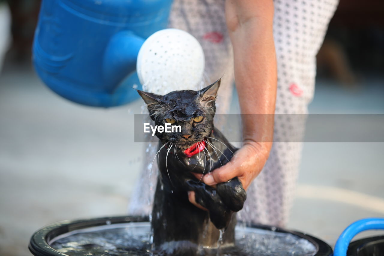 Bathe a cat in a plastic basin.