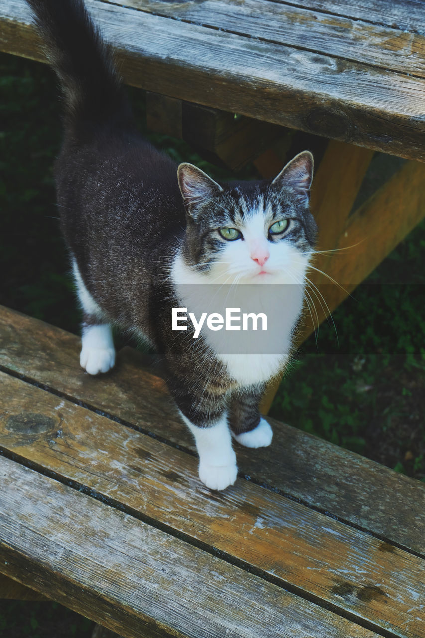 A tabby cat looking up at a camera, standing on a wooden bench.