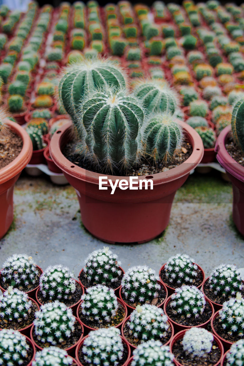 HIGH ANGLE VIEW OF POTTED PLANT