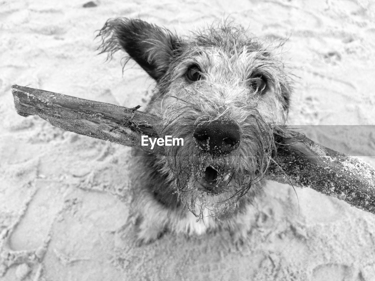 High angle portrait of dog carrying driftwood on sandy beach