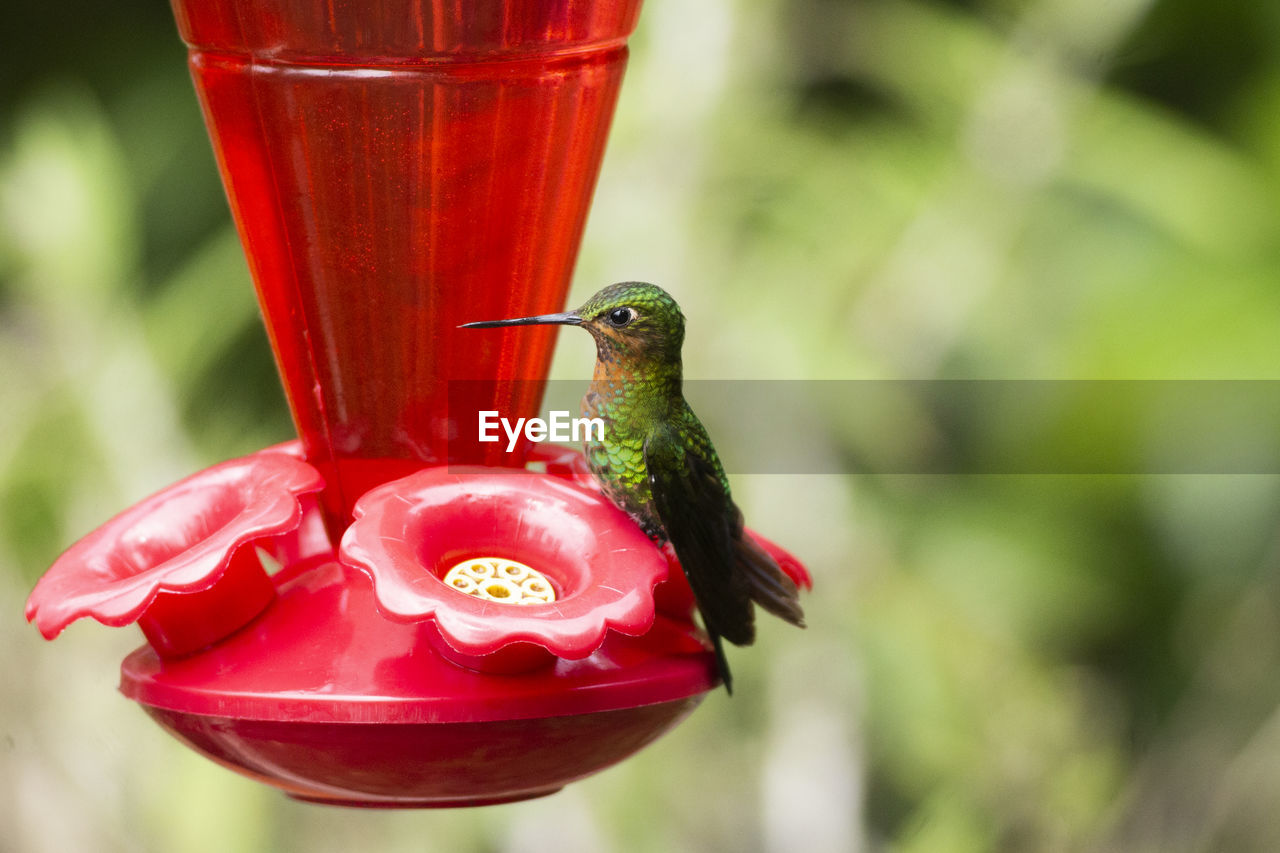 CLOSE-UP OF RED BIRD PERCHING ON WOODEN POST