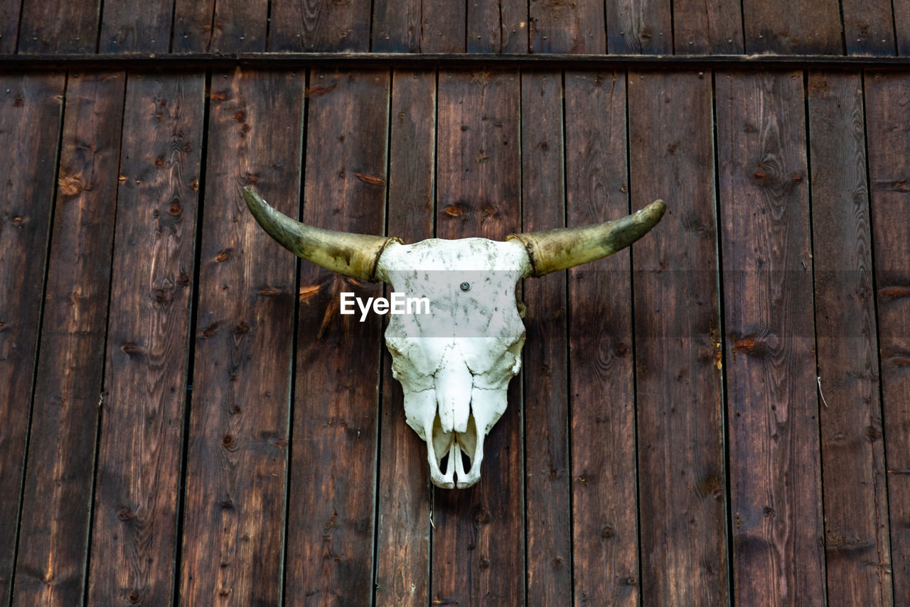 Cow skull on the wood wall of a cabin as a trophy in feichten