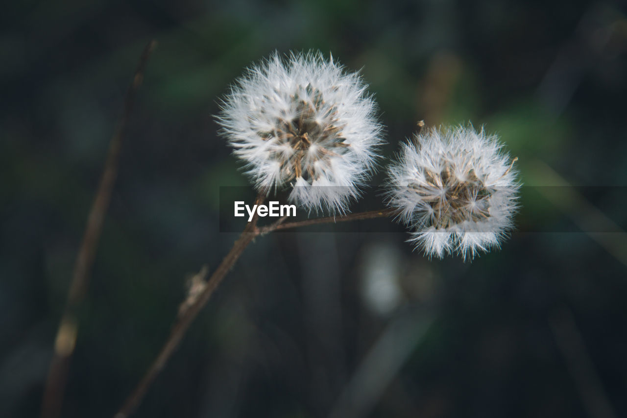 Close-up of dandelion seeds