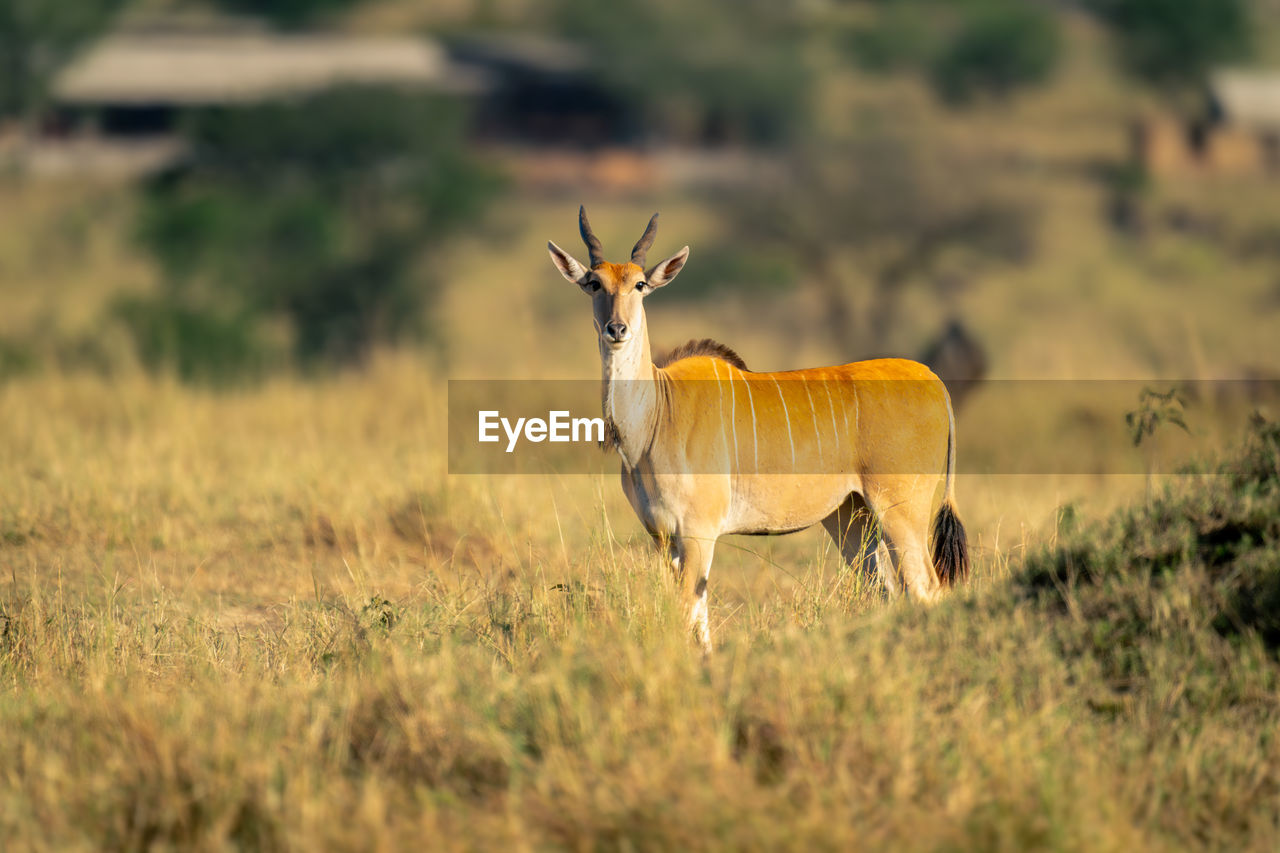 deer grazing on field