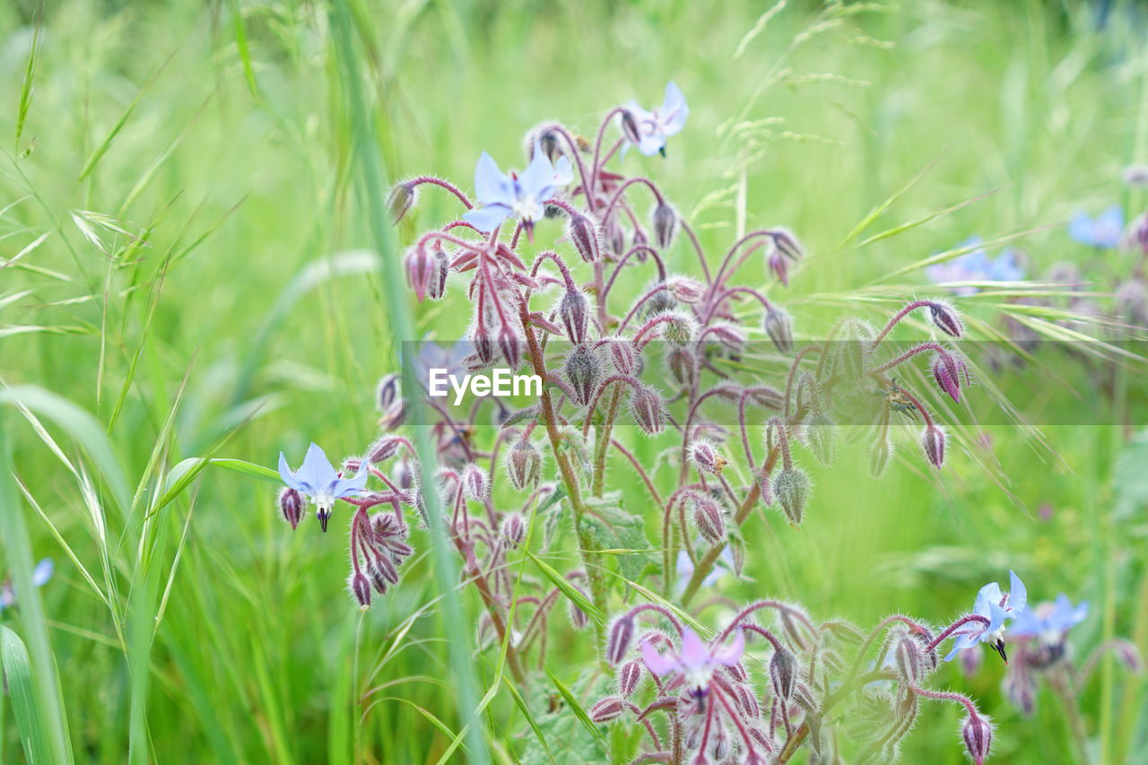 CLOSE-UP OF FLOWERS GROWING OUTDOORS