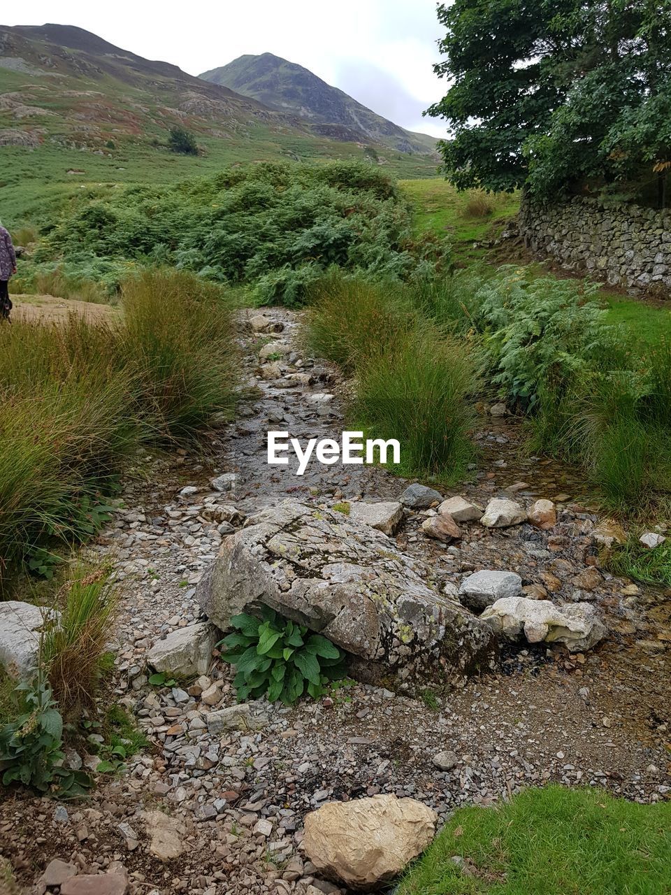 PLANTS GROWING ON FIELD BY STREAM