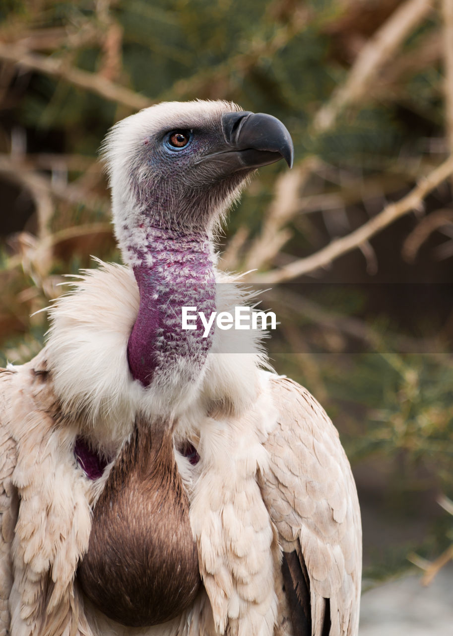 CLOSE-UP OF A BIRD