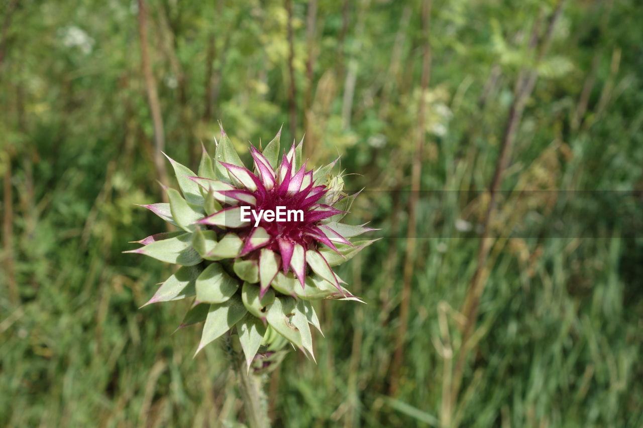 CLOSE-UP OF PINK FLOWERING PLANT IN FIELD