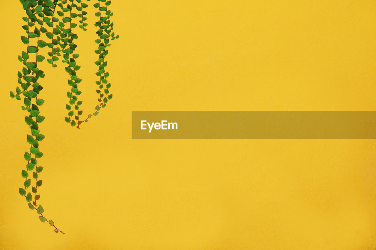 Close-up of yellow flowering plant against orange wall