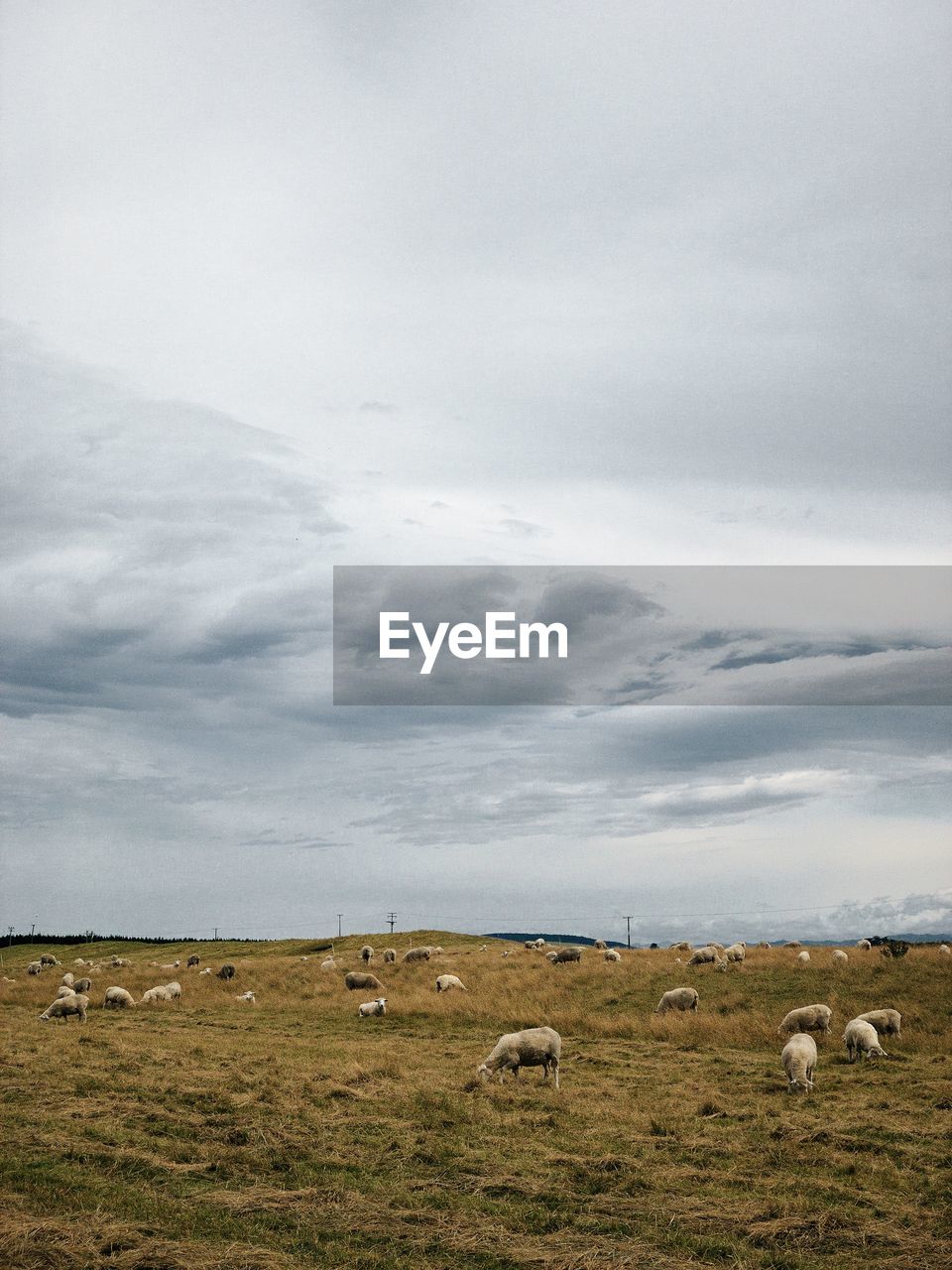 View of sheep grazing in field