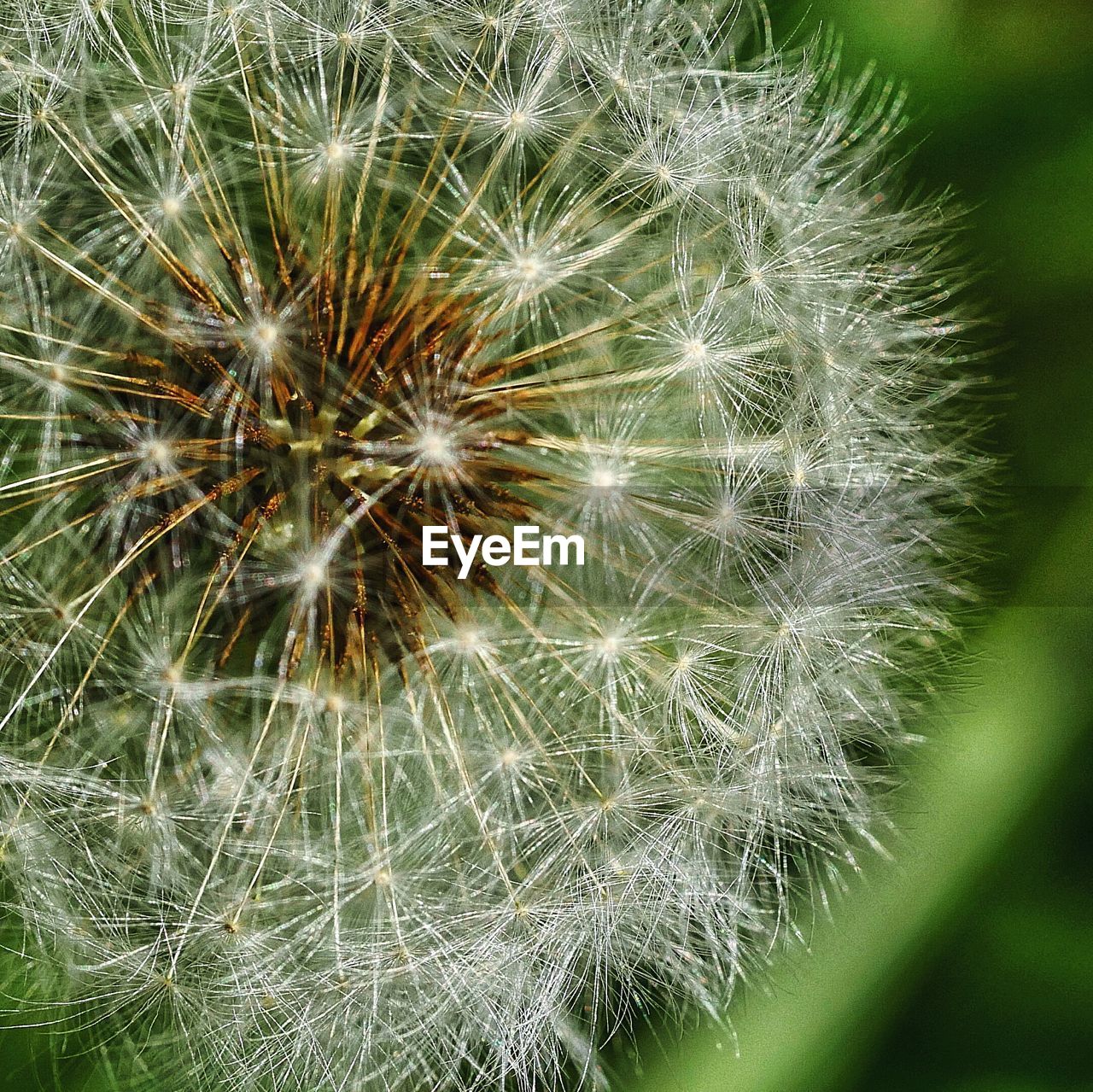 CLOSE-UP OF DANDELIONS