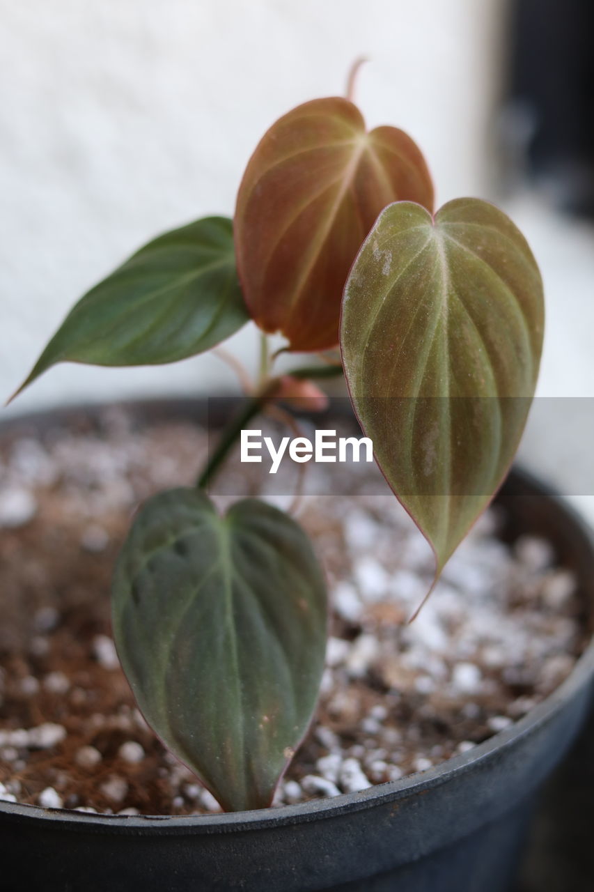 leaf, plant part, food, food and drink, close-up, nature, plant, macro photography, no people, produce, freshness, flower, healthy eating, fruit, growth, green, outdoors, branch, wellbeing, focus on foreground, beauty in nature