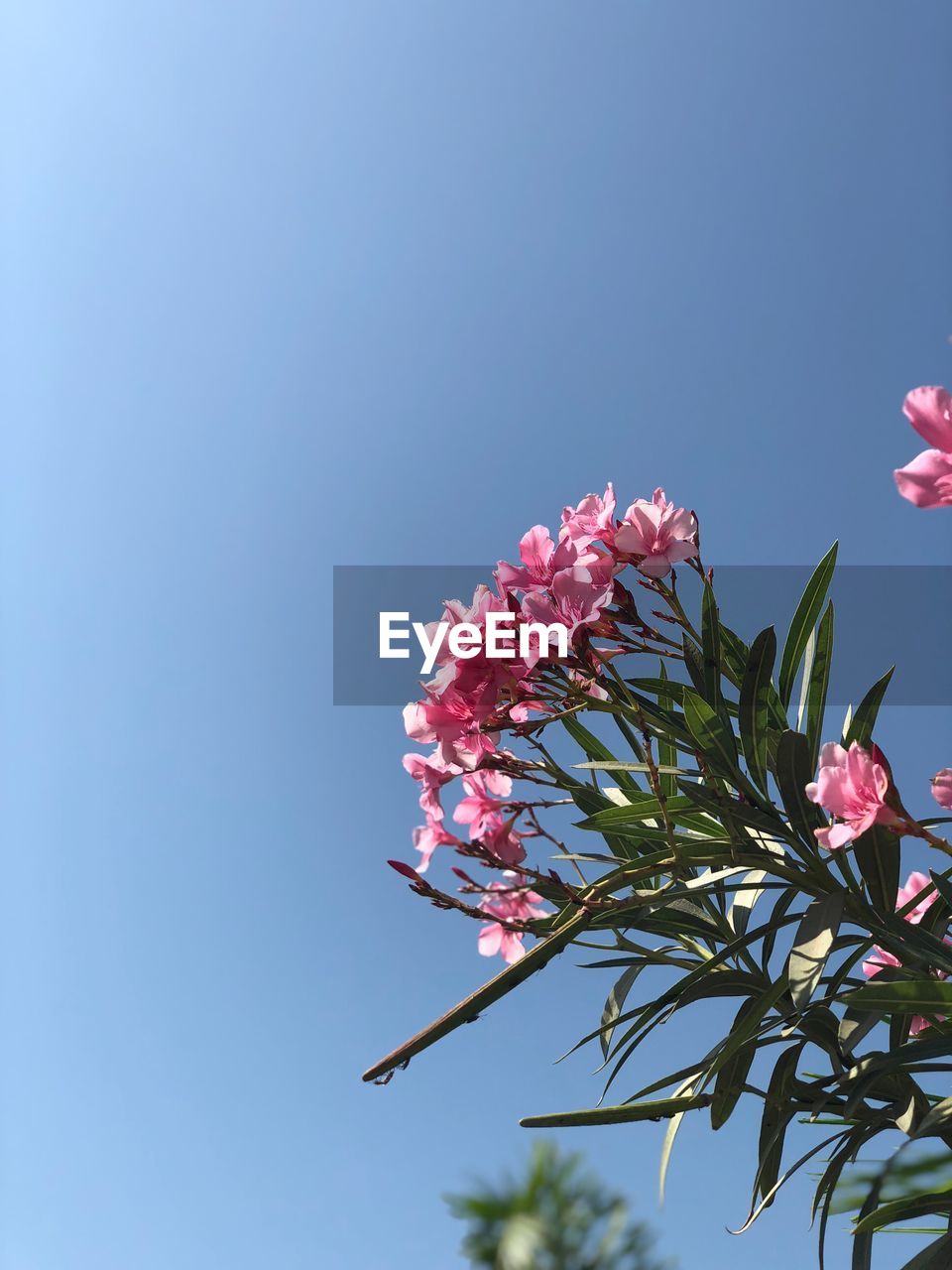 Low angle view of pink flowering plant against clear sky