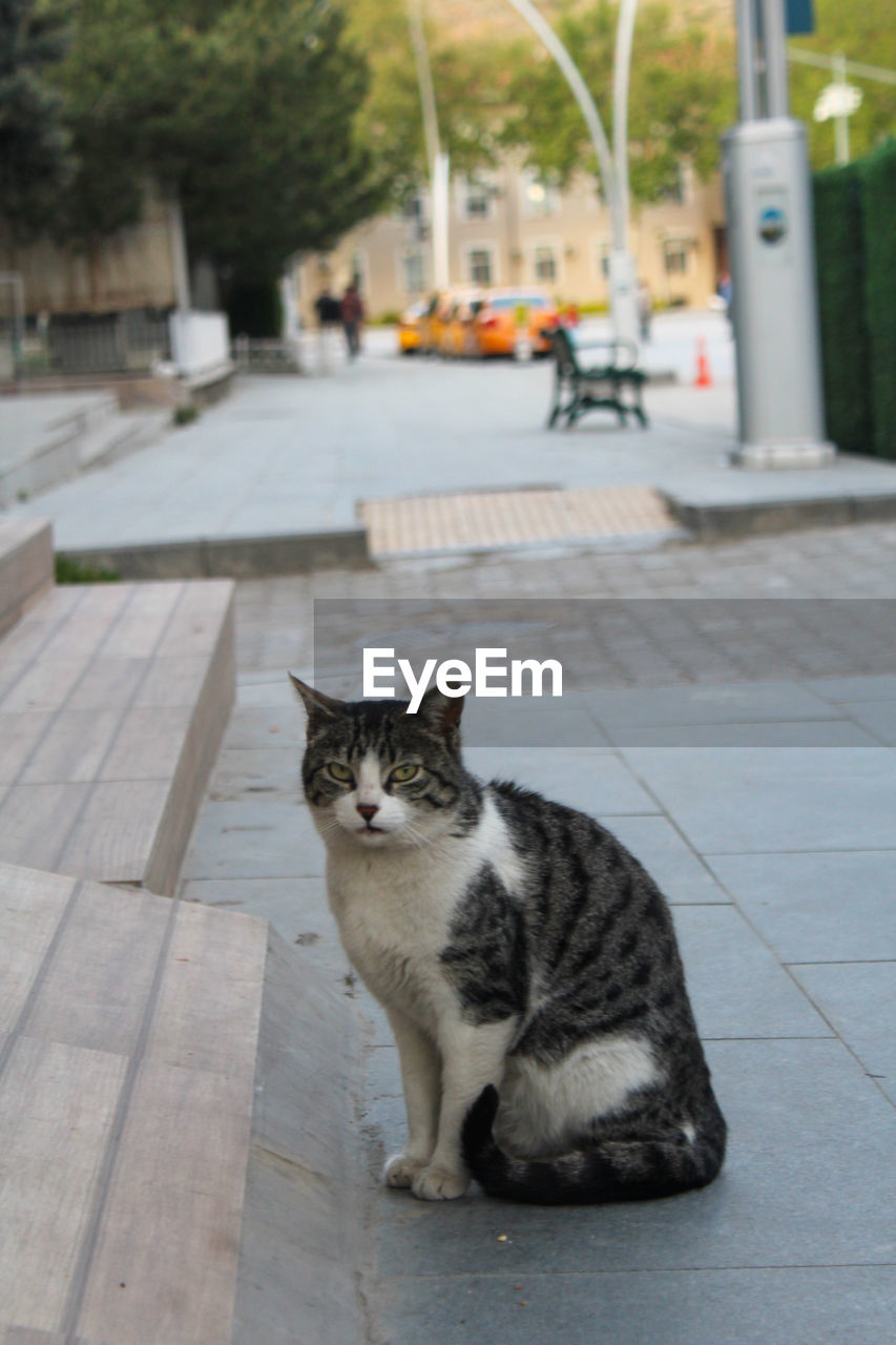 pet, cat, animal themes, animal, mammal, domestic animals, domestic cat, one animal, feline, felidae, small to medium-sized cats, looking at camera, portrait, focus on foreground, footpath, city, no people, sitting, day, street, whiskers, architecture, tree, full length