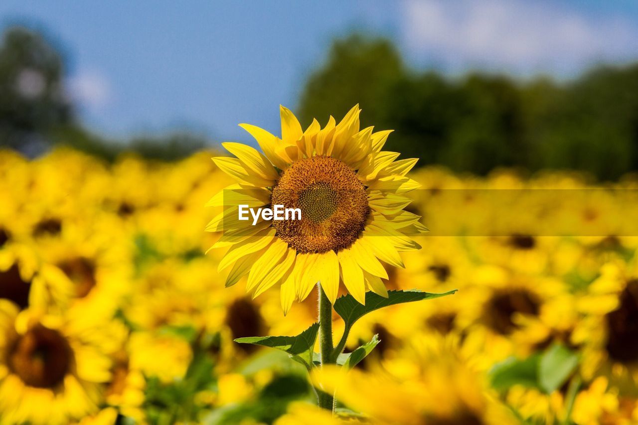 CLOSE-UP OF YELLOW FLOWER BLOOMING ON FIELD