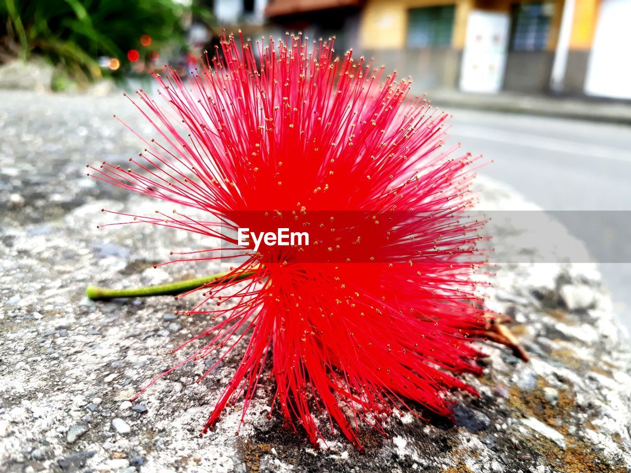 CLOSE-UP OF RED FLOWER OUTDOORS