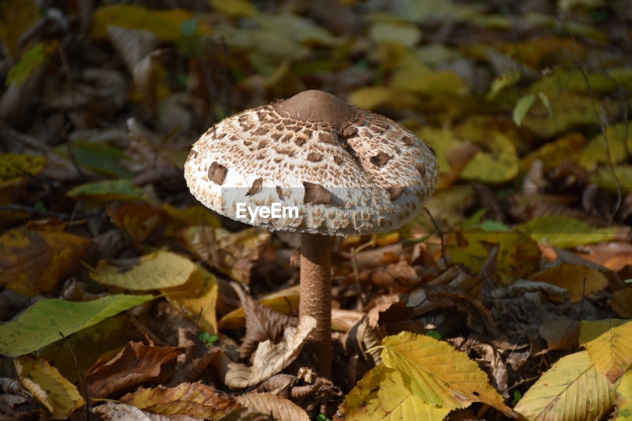 Close-up of mushroom growing on field