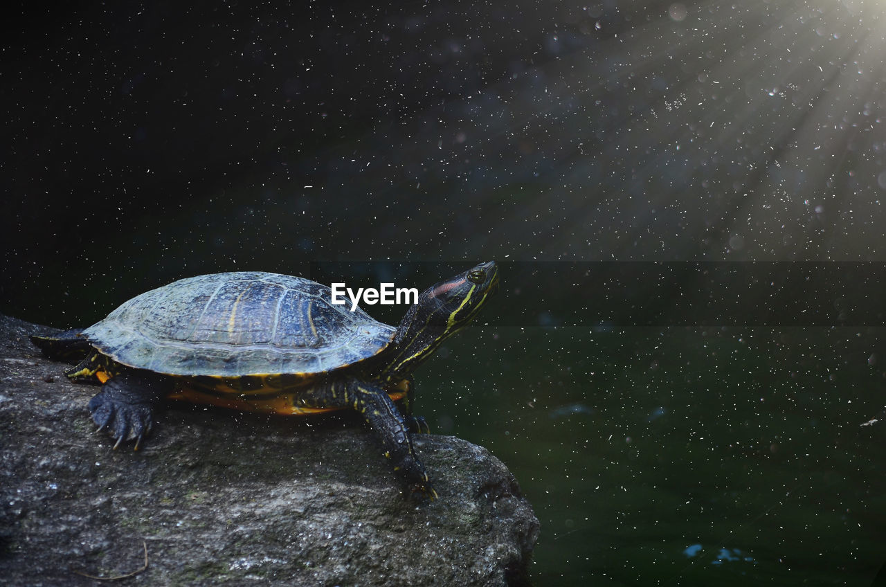 Close-up of a turtle in the water