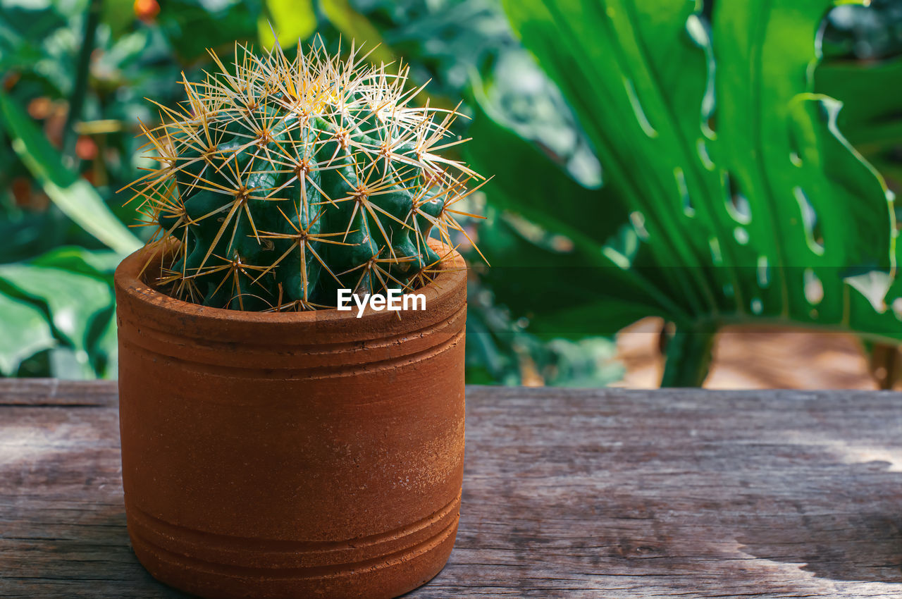 CLOSE-UP OF SUCCULENT PLANT