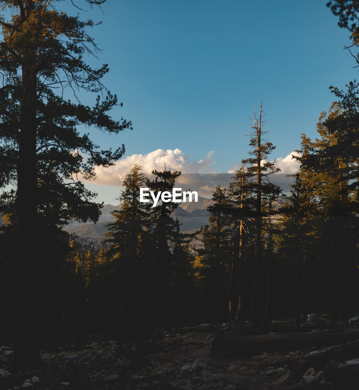 Trees in forest against sky