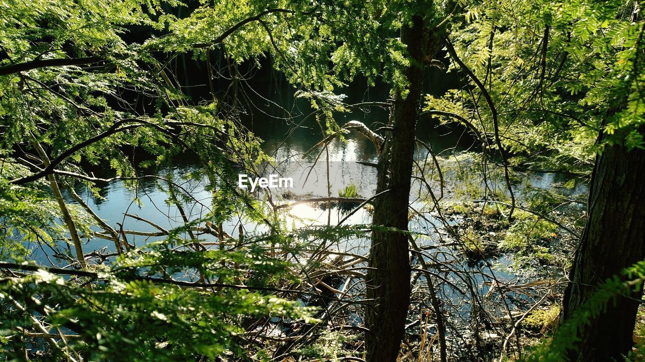 Trees and lake in forest