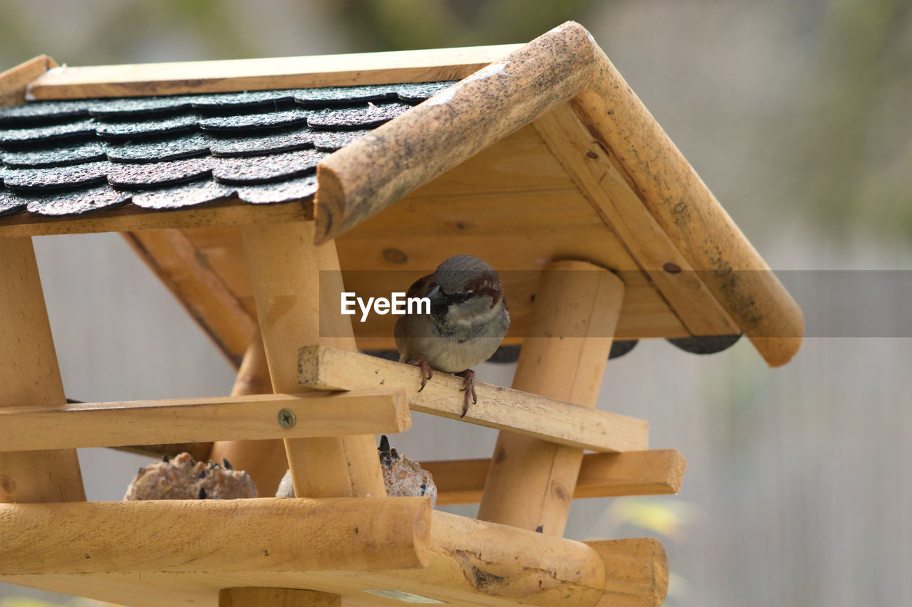 CLOSE-UP OF BIRD PERCHING ON WOOD