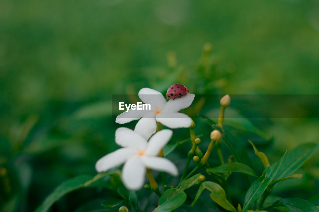 Close-up of white flowering plant