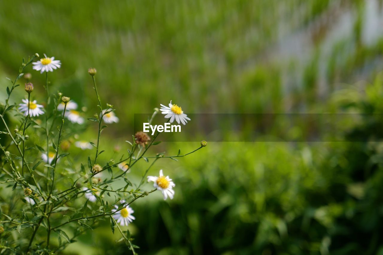 Close-up of white flowers blooming in field