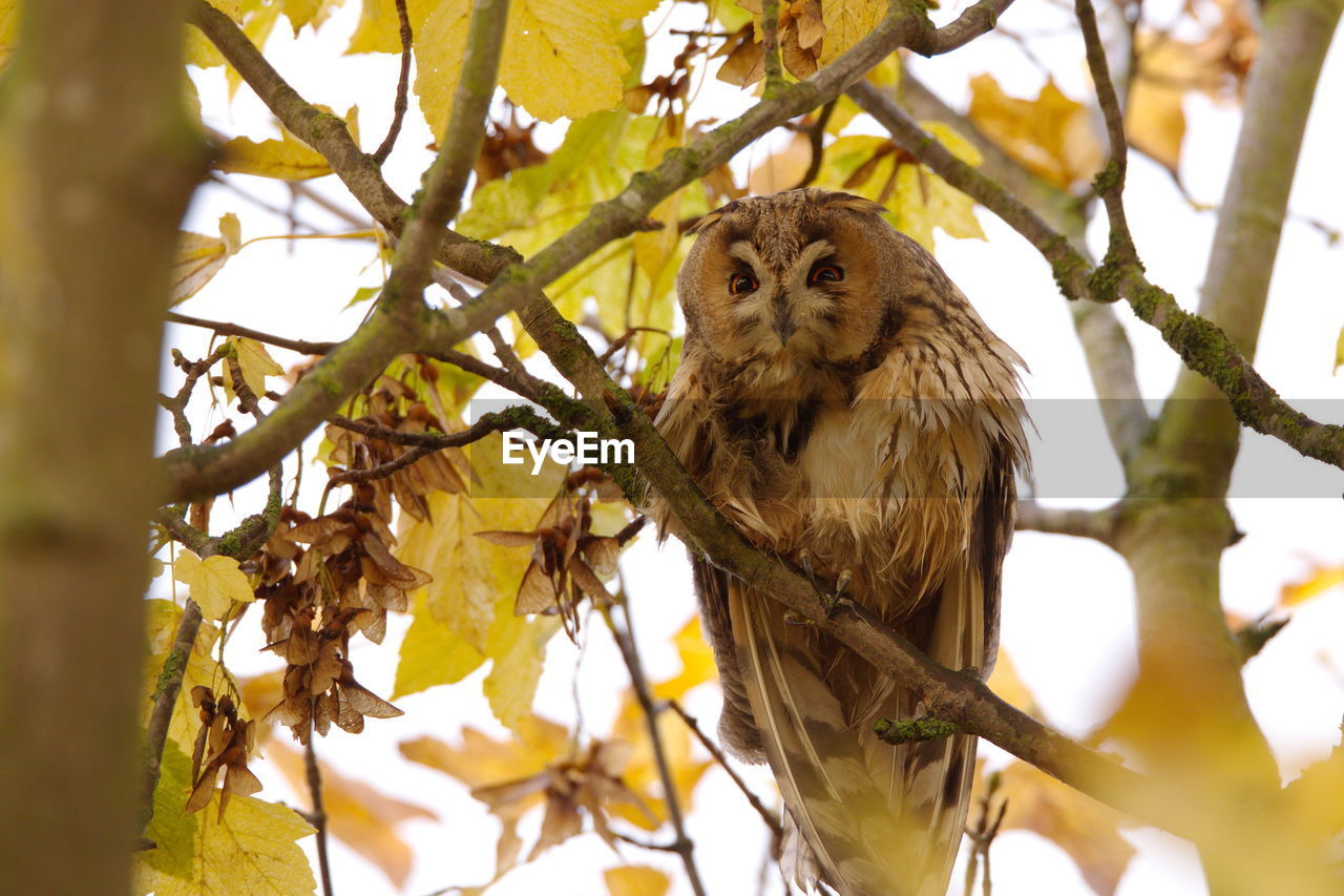 Low angle view of owl perching on branch during autumn