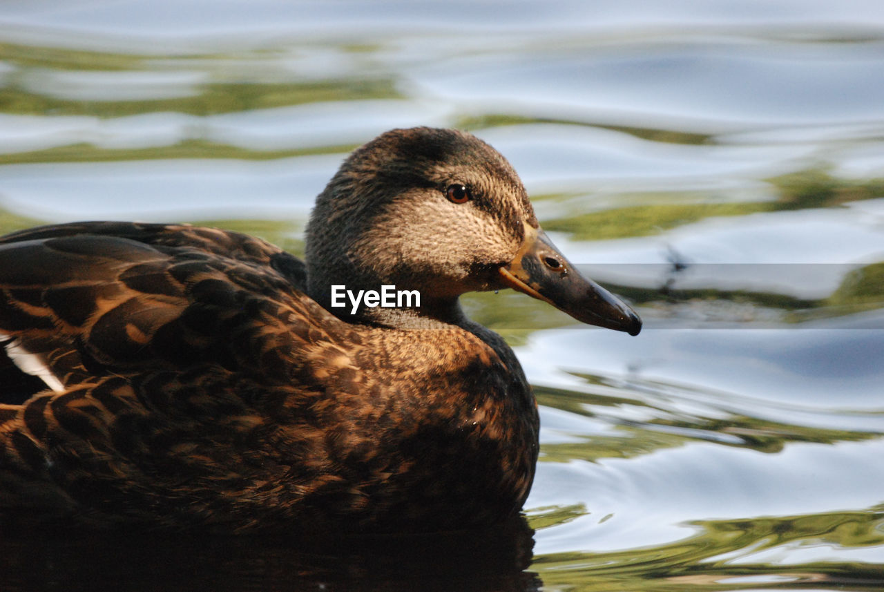 Beautiful view of a duck floating in the lake krefeld, germany in