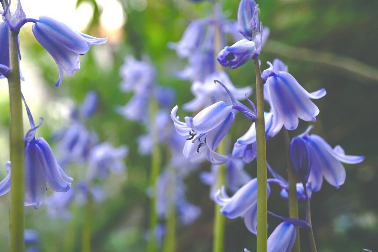 Spanish bluebells blooming outdoors