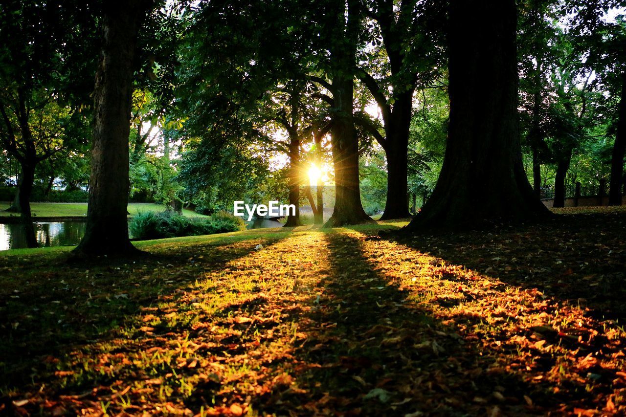 Trees in park during autumn