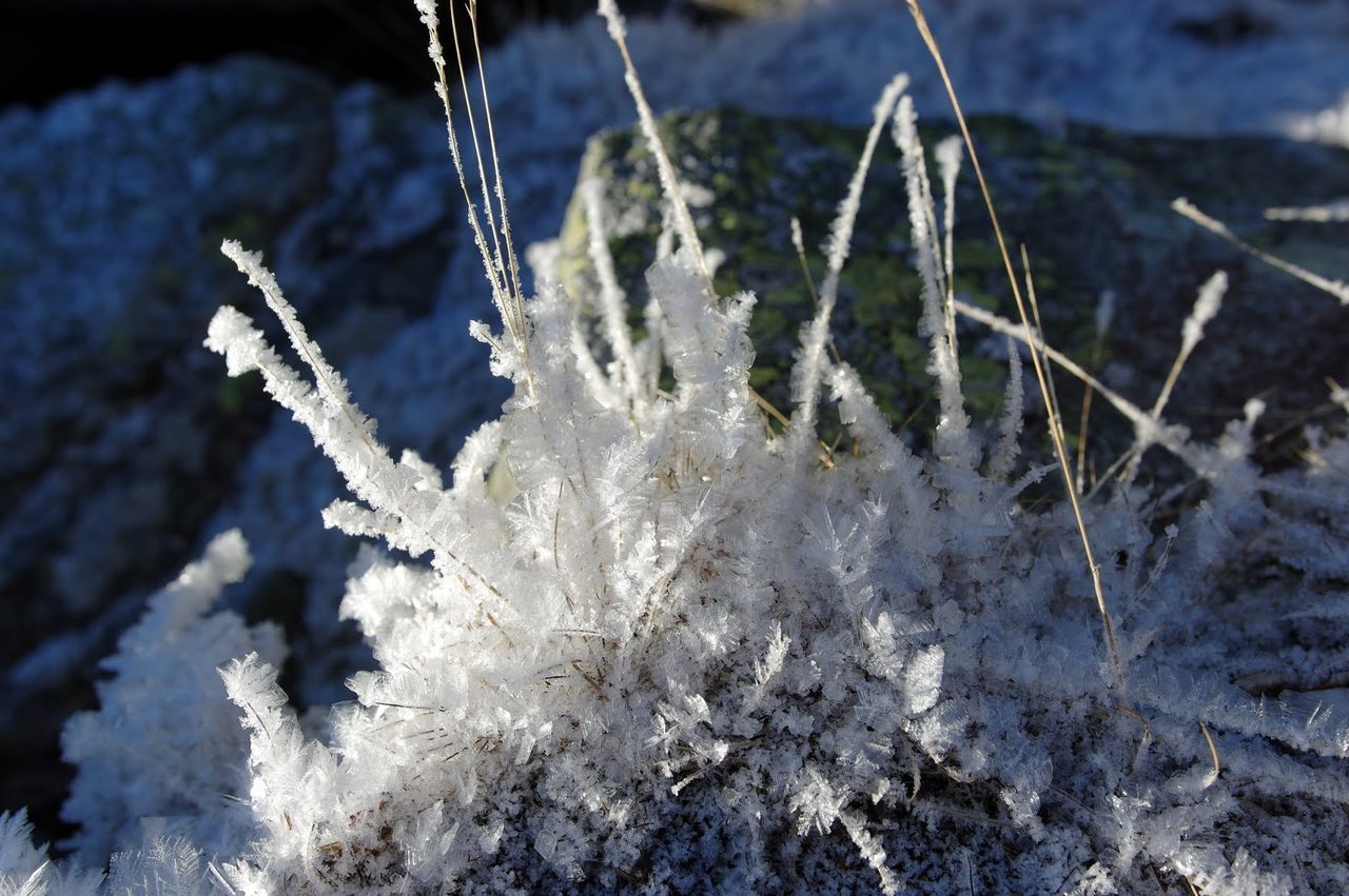CLOSE-UP OF FROZEN PLANT DURING WINTER