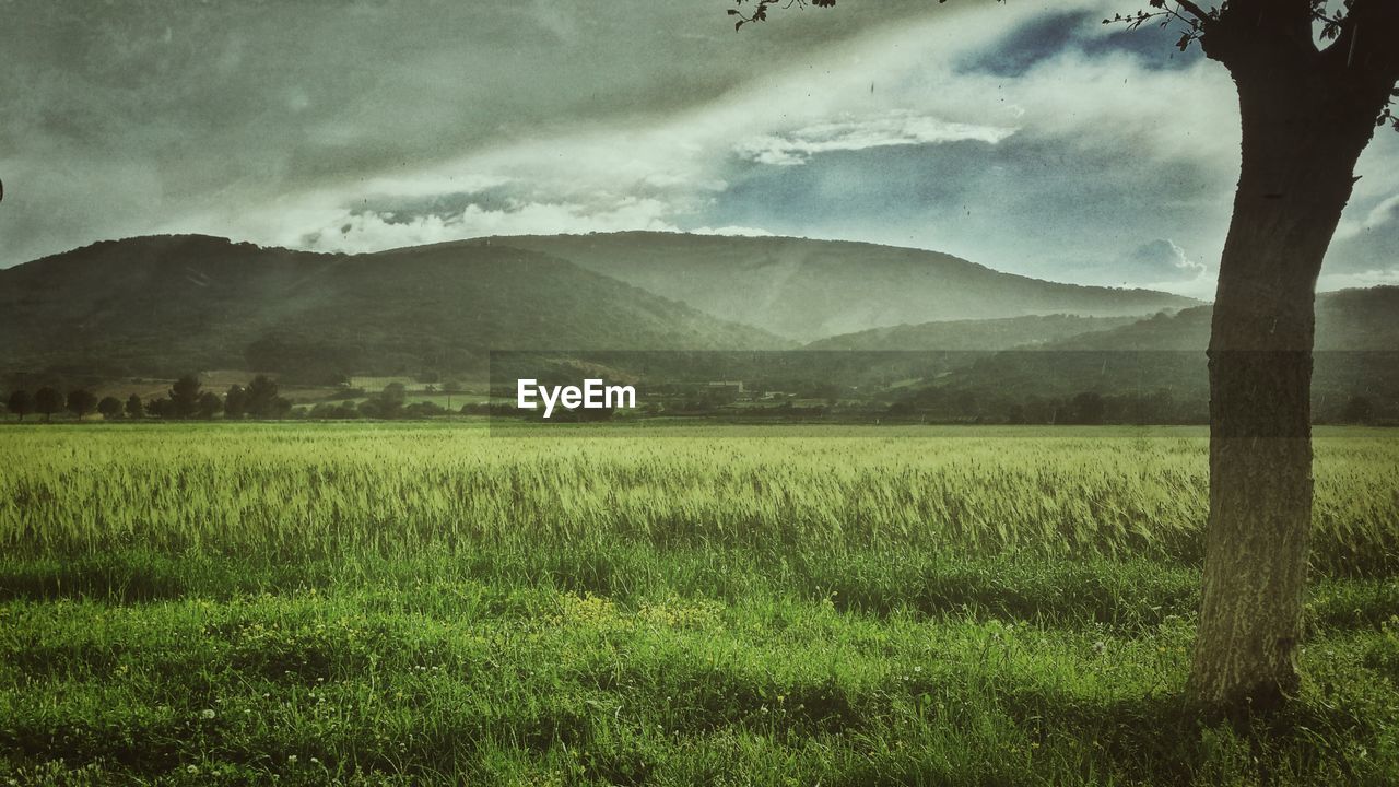 SCENIC VIEW OF GRASSY FIELD AGAINST MOUNTAINS