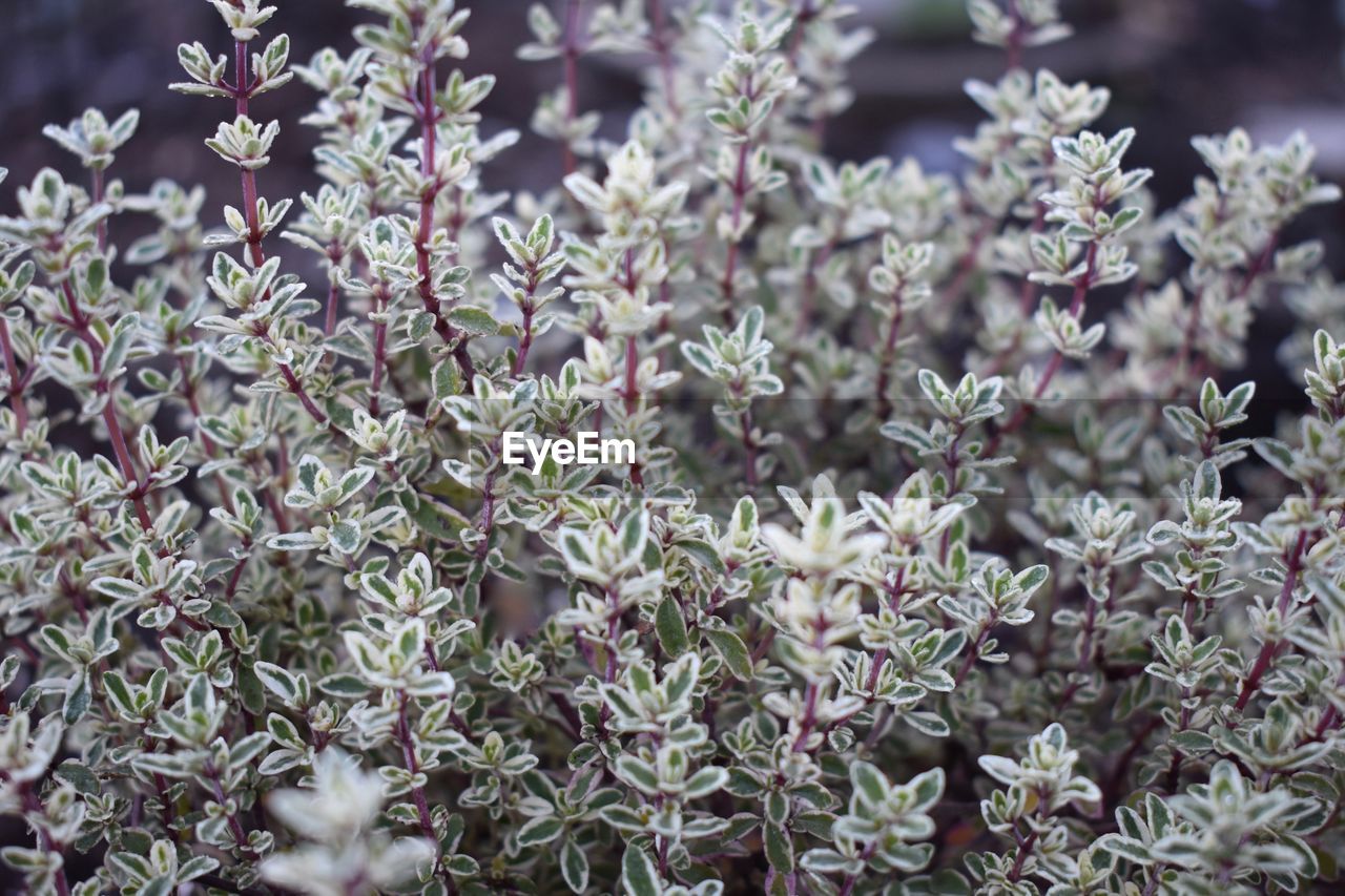 Close-up of flowering plants