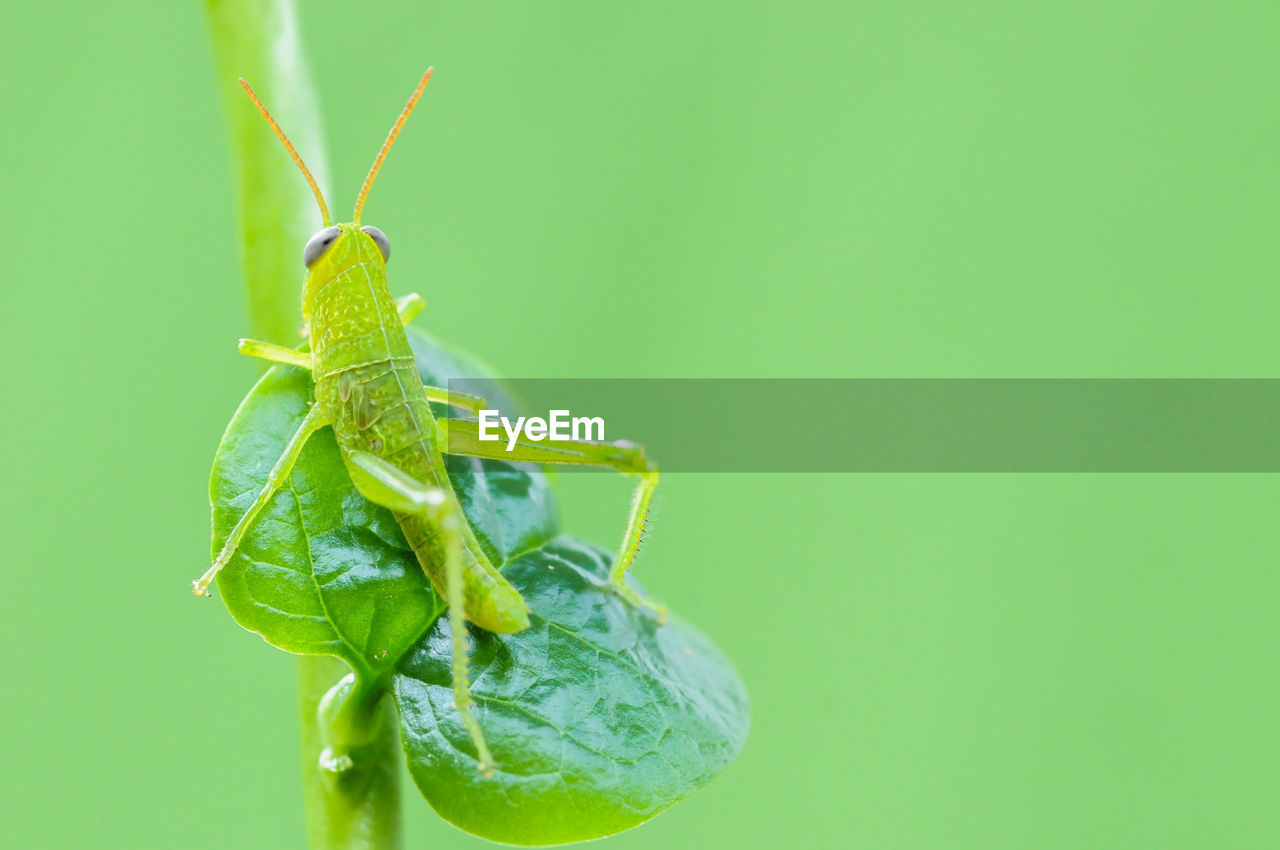CLOSE-UP OF INSECT ON PLANT