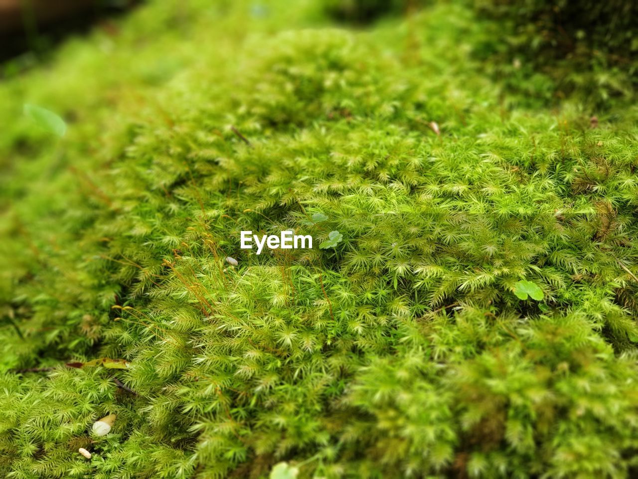 FULL FRAME SHOT OF MOSS ON LAND