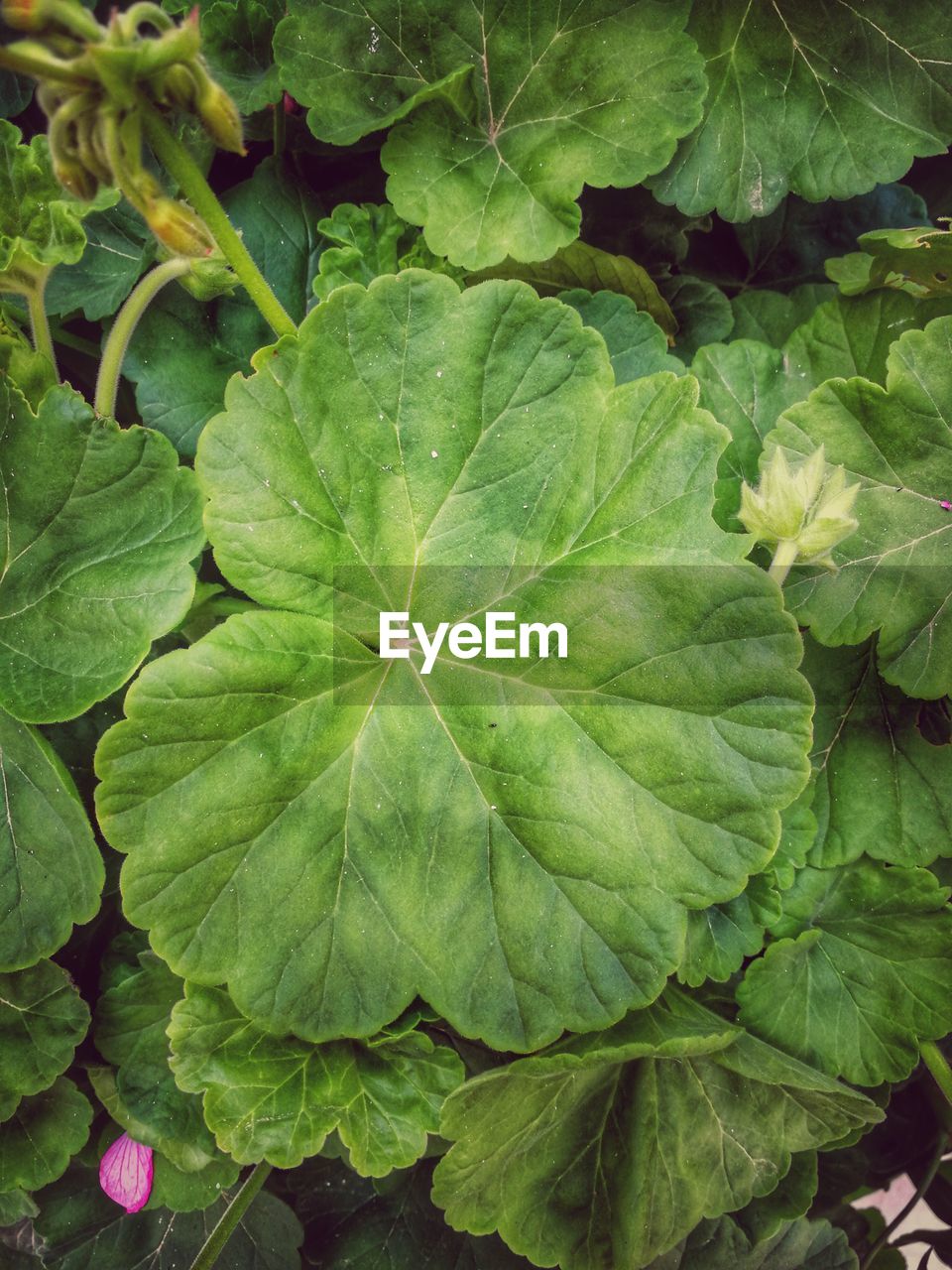 CLOSE-UP OF GREEN LEAVES