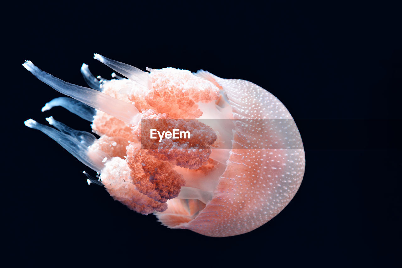 Close-up of jellyfish against black background