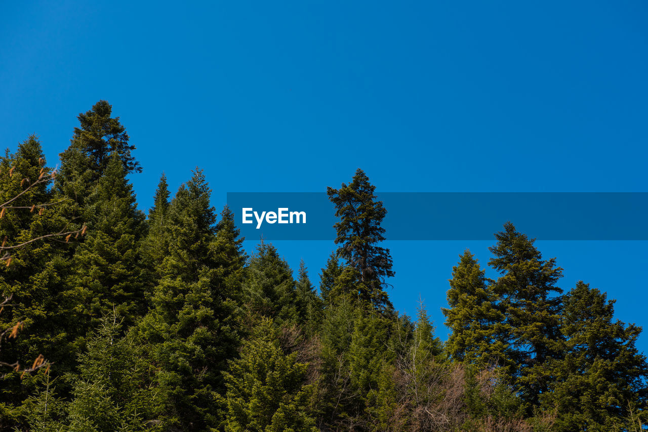 Low angle view of trees against blue sky