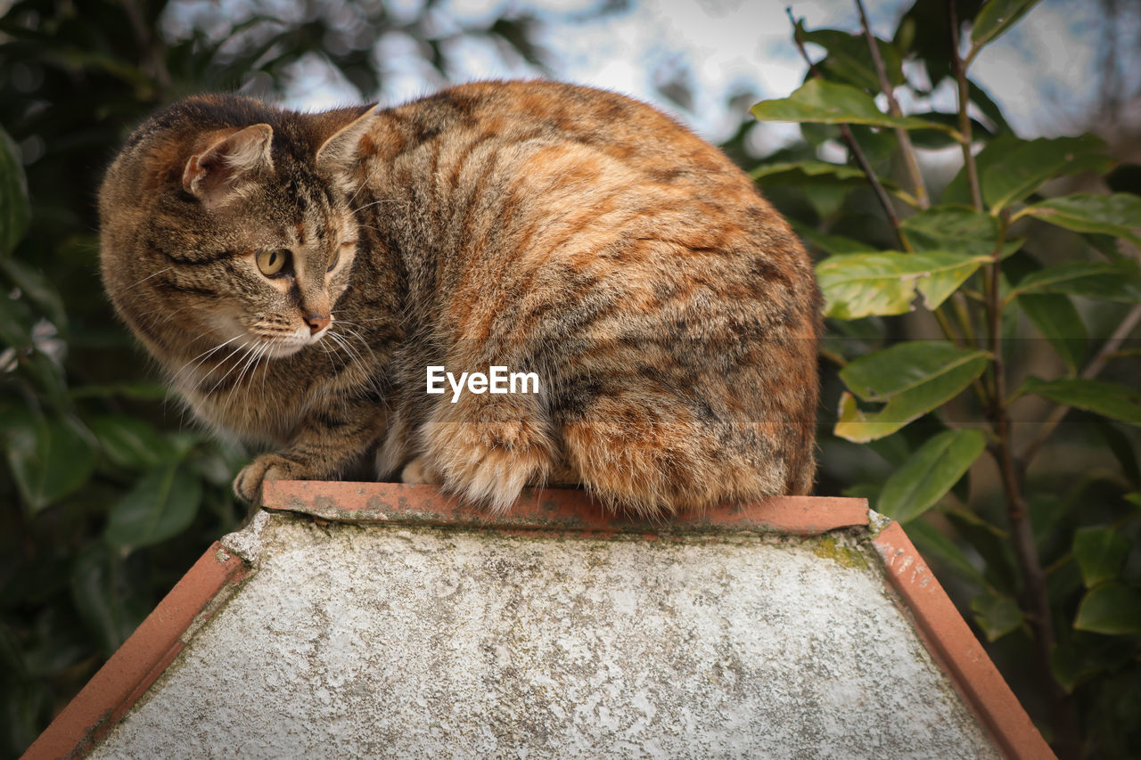 VIEW OF A CAT ON PLANT