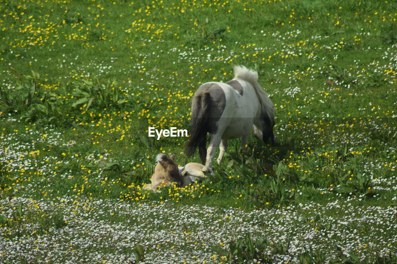 SHEEP ON GRASS